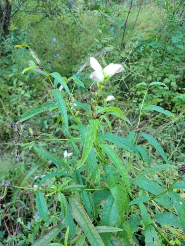 white turtlehead