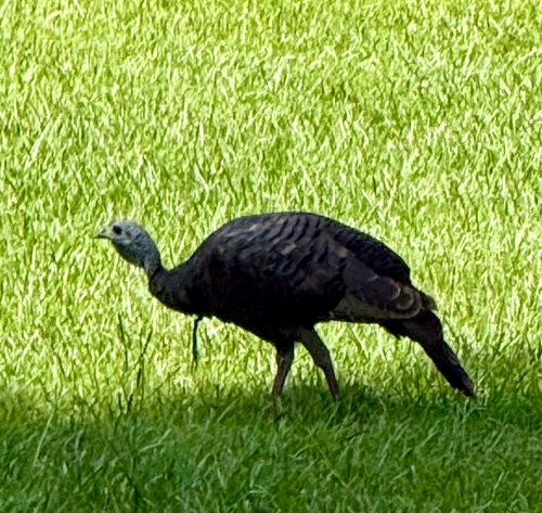 Wild Turkey