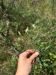 Rafinesquia californica