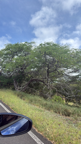 Prosopis pallida observed 2026-09-23