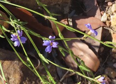 Dampiera stricta, photograph (c) ian_mcallan, some rights reserved (CC BY)