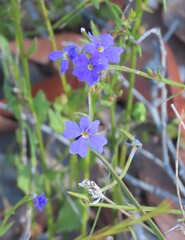 Dampiera stricta, photograph (c) ian_mcallan, some rights reserved (CC BY)