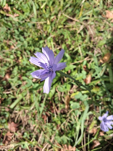 chicory