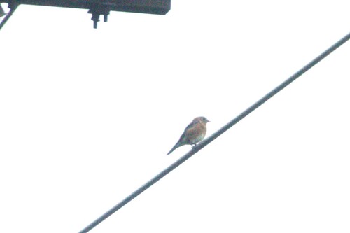 Eastern Bluebird