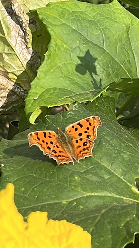 Asian Comma