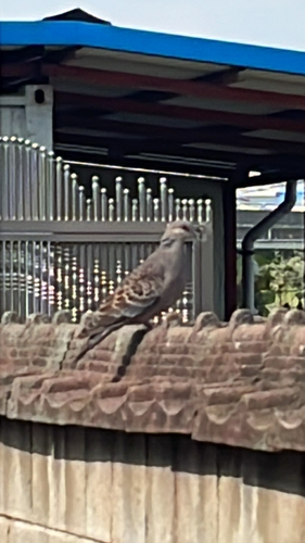 Oriental Turtle-Dove
