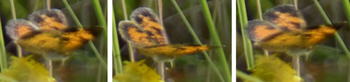 Pearl Crescent