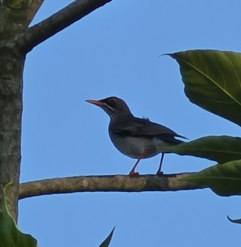 Eastern Red-legged Thrush