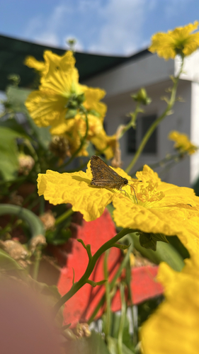Common Straight Swift