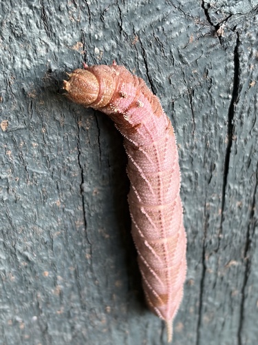 Elm Sphinx