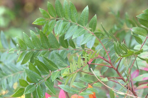 shining sumac