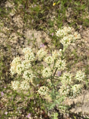 Hymenopappus