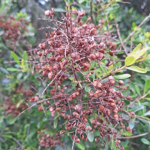 Bursaria spinosa, photograph 5