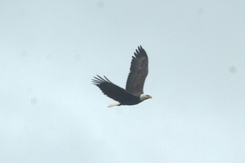 Bald Eagle