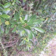 Bursaria spinosa, photograph (c) Greg Tasney, some rights reserved (CC BY-SA)