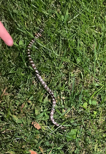 Eastern Milksnake