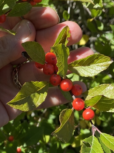 winterberry holly