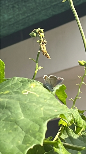 Short-tailed Blue