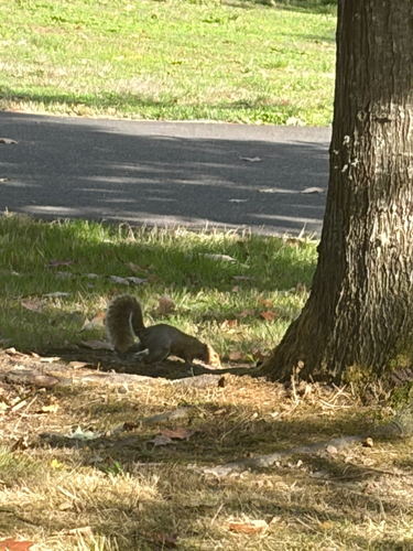 Eastern Gray Squirrel