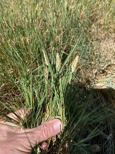 Saltgrass