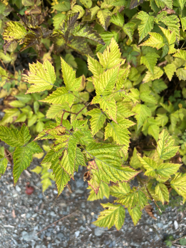 Salmonberry