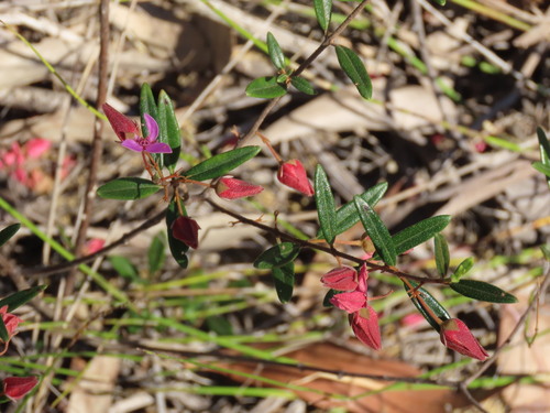 Boronia ledifolia