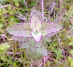 Eupatorium rotundifolium