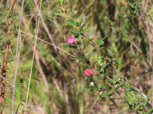 Boronia ledifolia, photograph 1