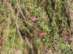 (c) ian_mcallan, some rights reserved (CC BY) Boronia ledifolia, photograph (c) ian_mcallan, some rights reserved (CC BY)