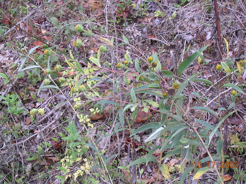 Image of Helianthus eggertii by no rights reserved