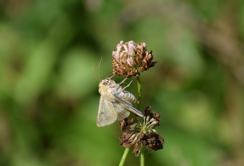 Cotton Bollworm Moth
