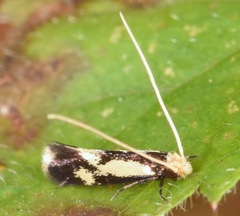 Isocorypha mediostriatella