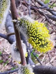 Salix pulchra