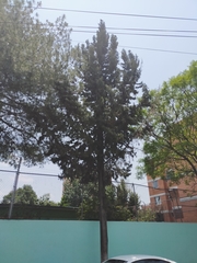 Cupressus lusitanica