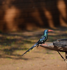 Phoeniculus purpureus