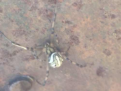 Western Black Widow