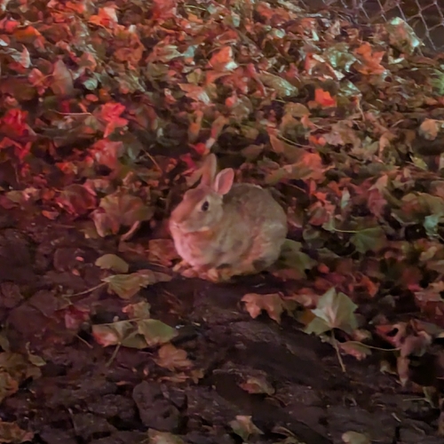 New England Cottontail observed by kaamui