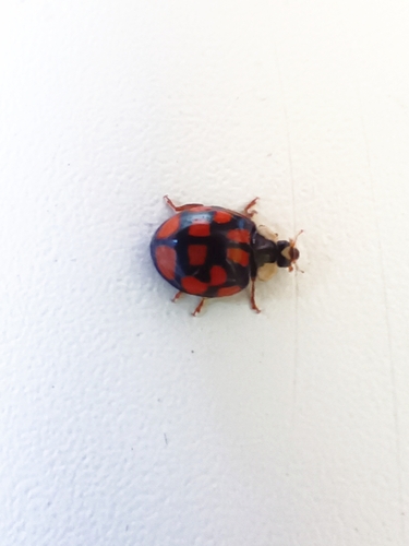 Asian Lady Beetle