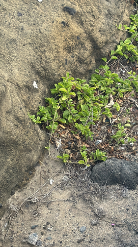 Jacquemontia sandwicensis observed 2026-09-23