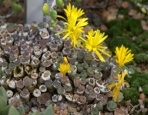 Conophytum auriflorum