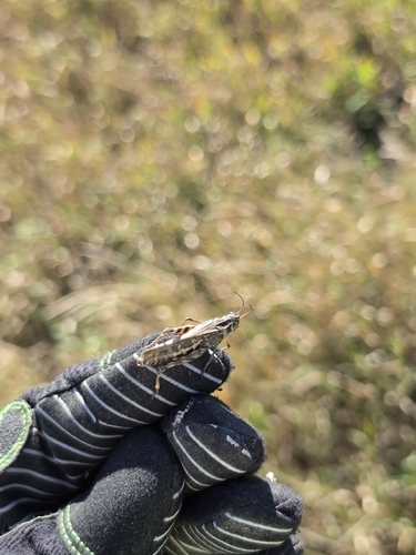 Clear-winged Grasshopper