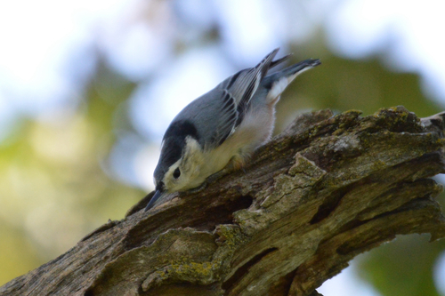 White-breasted Nuthatch