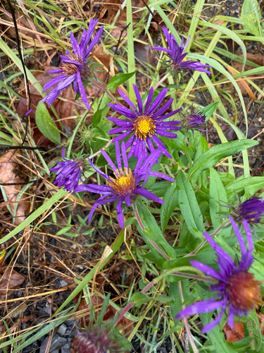 New England aster