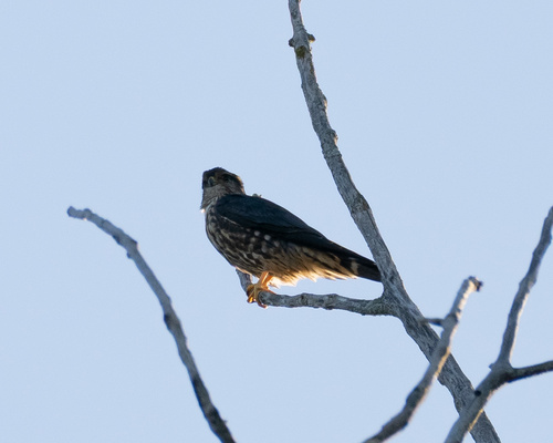 Merlin