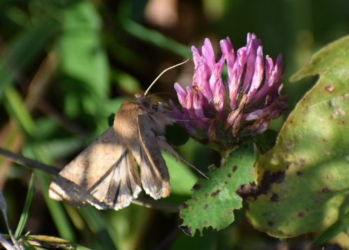 Corn Earworm Moth