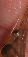 Palaemon vulgaris