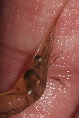 Palaemon vulgaris