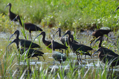 White-faced Ibis