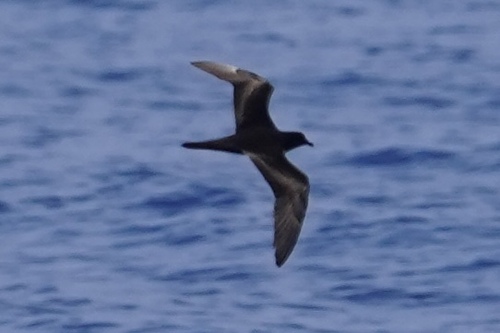 Bulweria bulwerii observed 2026-09-22