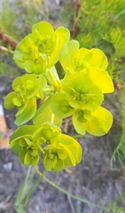 Euphorbia helioscopia